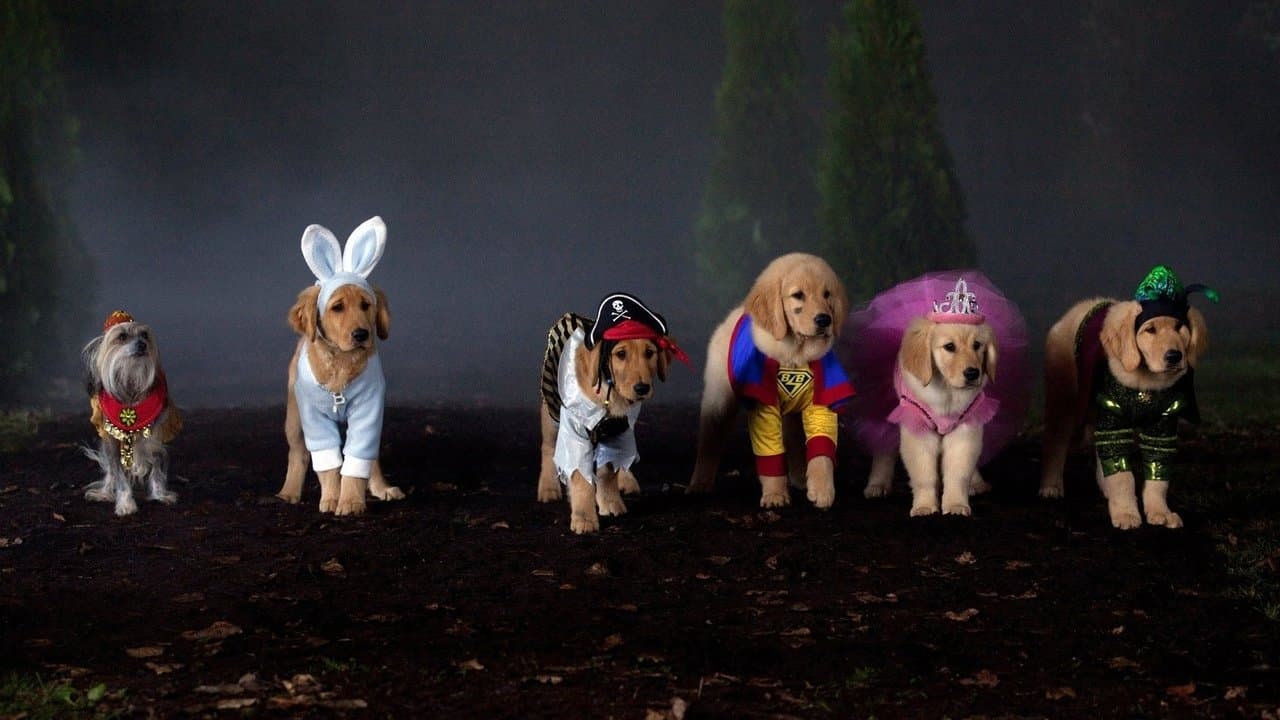 Backdrop Image