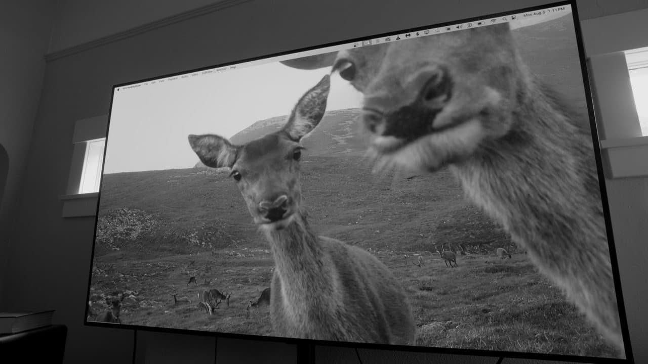 Backdrop Image